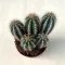 Pilosocereus azureus