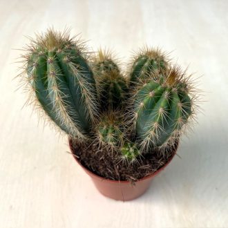 Pilocereus pachycladus