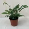 Polystichum