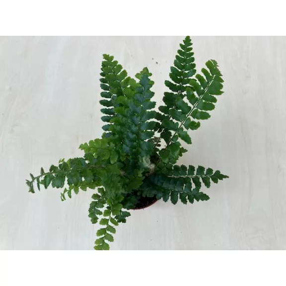 Polystichum