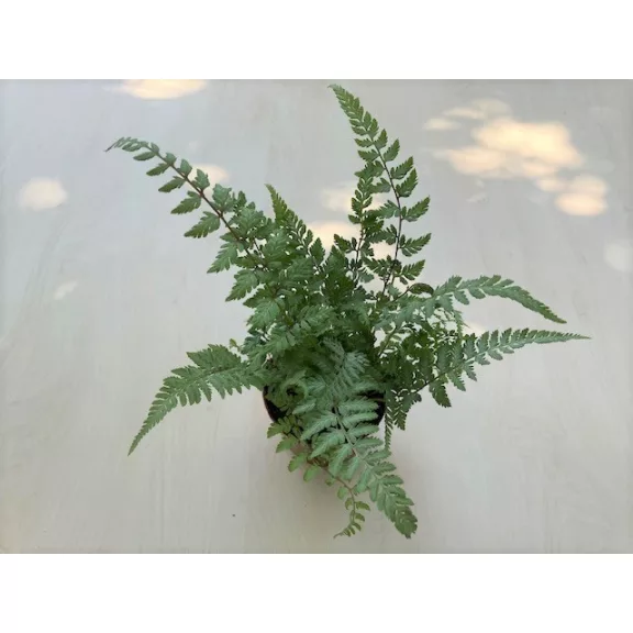 Polystichum