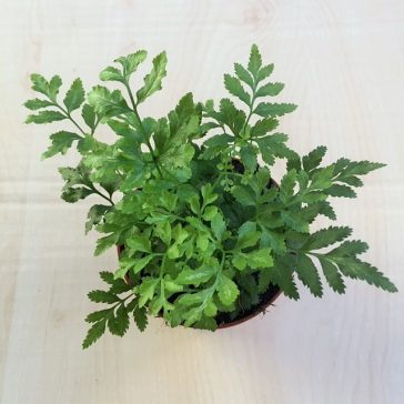 Pteris ensiformis ‘Evergreen’