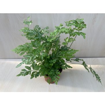 Pteris ensiformis ‘Evergemiensis’ - Ezüstös páfrány