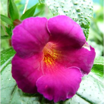 Hot Water Plant 'Purple Kimono'