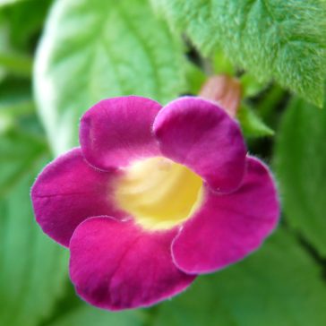 Hot Water Plant 'RF's A chicodonia Acapulco'