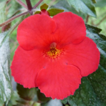 Hot Water Plant 'RF's Dream On'