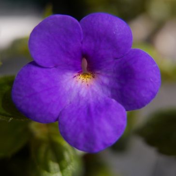 Hot Water Plant 'SL's 124 Asella'