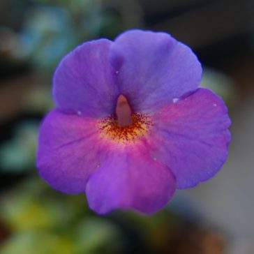 Hot Water Plant 'SL's 166 Árpádina'