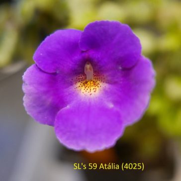 Hot Water Plant 'SL's 59 Atália'