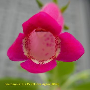   Hot Water Plant 'Seemannia SL's 12 Listen To Your Heart'