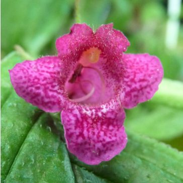 Hot Water Plant 'Seemannia SL's 18 Dione'