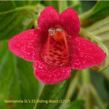   Hot Water Plant 'Seemannia SL's 23 Sliding doors'