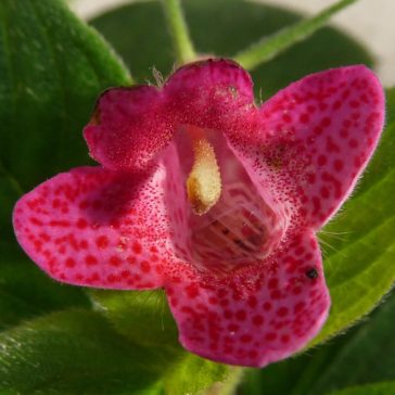   Hot Water Plant 'Seemannia SL's 25 Fight Club'