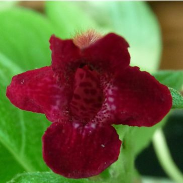 Hot Water Plant 'Seemannia SL's La Lollo'