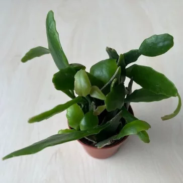 Rhipsalis Agudoensis
