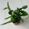Rhipsalis Agudoensis