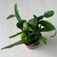 Rhipsalis Agudoensis