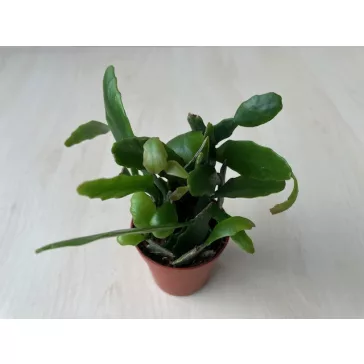 Rhipsalis Agudoensis