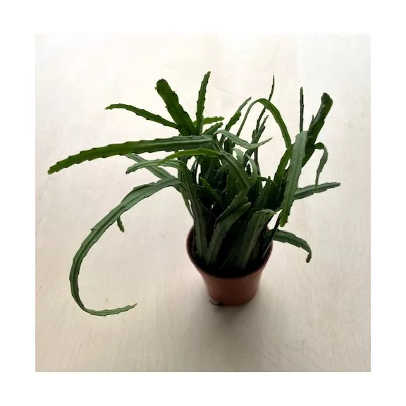 Rhipsalis Boliviana Rhipsalis Boliviana