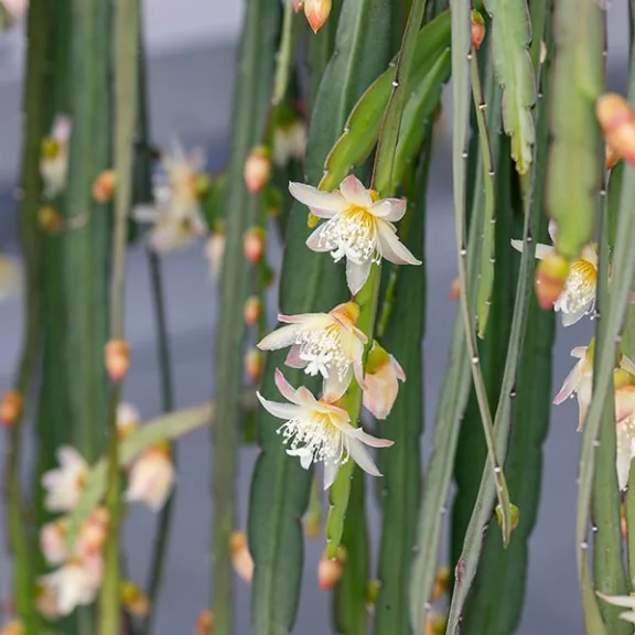 Rhipsalis Boliviana Rhipsalis Boliviana