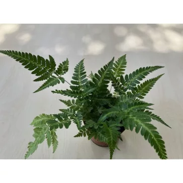 Rumohra