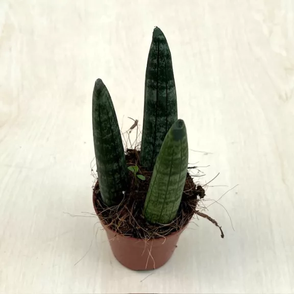 Sansevieria cylindrica Sansevieria cylindrica