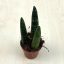 Sansevieria cylindrica 