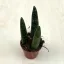 Sansevieria cylindrica 