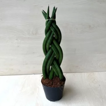 Sansevieria cylindrica 