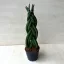 Sansevieria cylindrica 