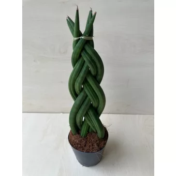 Sansevieria cylindrica 