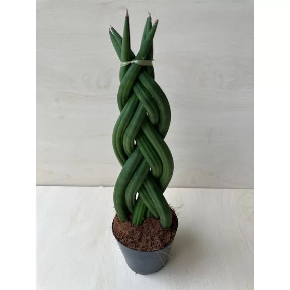 Sansevieria cylindrica 