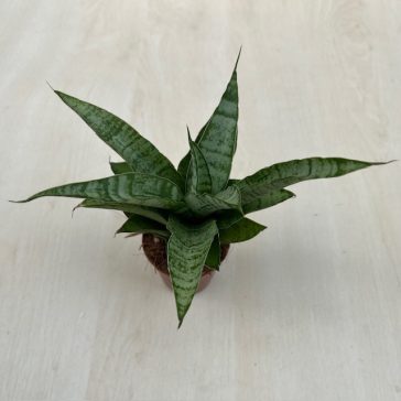 Sansevieria ‘Tough Lady’