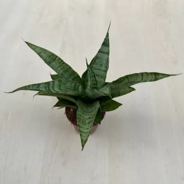Sansevieria ‘Tough Lady’