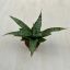 Sansevieria ‘Tough Lady’