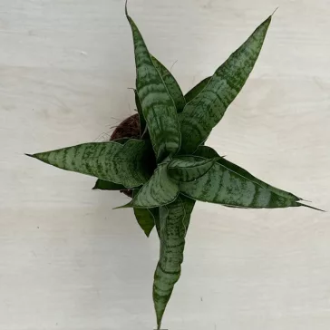 Sansevieria ‘Tough Lady’