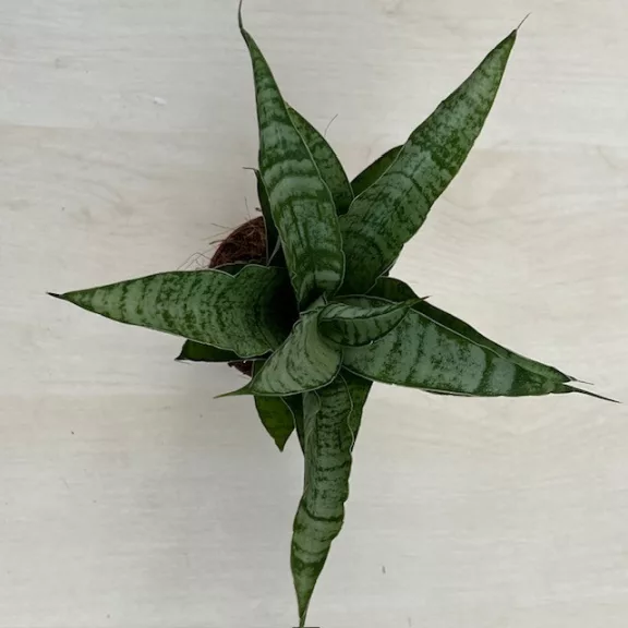 Sansevieria ‘Tough Lady’