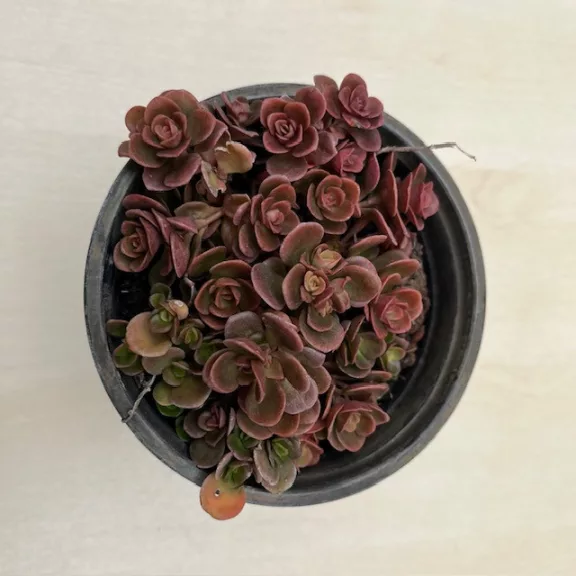 Sedum tetractinum 'Coral reef' Sedum tetractinum 'Coral reef'