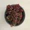 Sedum tetractinum 'Coral reef'