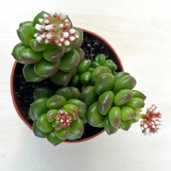 Sedum lucidum 'Obesum' Sedum lucidum 'Obesum'