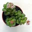 Sedum lucidum 'Obesum'