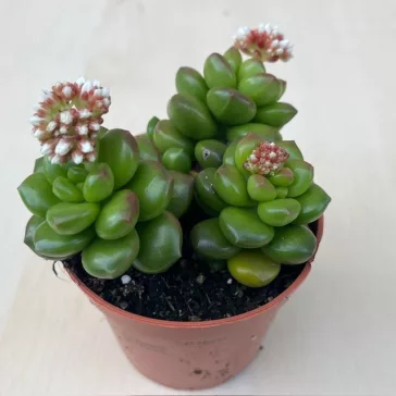 Sedum lucidum 'Obesum'