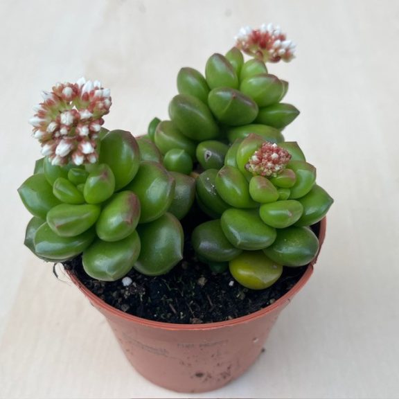 Sedum lucidum 'Obesum'