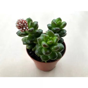 Sedum lucidum 'Obesum'