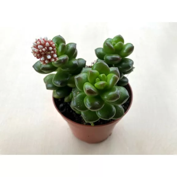 Sedum lucidum 'Obesum' Sedum lucidum 'Obesum'