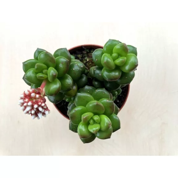 Sedum lucidum 'Obesum' Sedum lucidum 'Obesum'