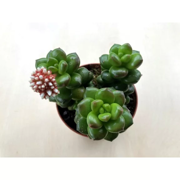 Sedum lucidum 'Obesum' Sedum lucidum 'Obesum'