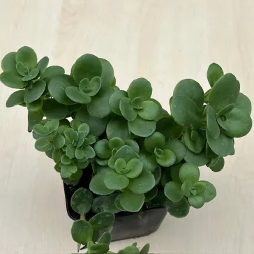 Sedum tetractinum