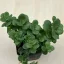 Sedum tetractinum
