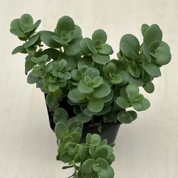 Sedum tetractinum Sedum tetractinum
